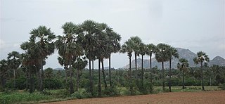 Monnani village in Tamil Nadu, India