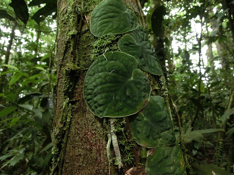 File:Monstera (climbing plant) in Costa Rica.jpg