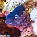 * Nomination: Mediterranean moray (Muraena helena), Cabo de Palos, Spain --Poco a poco 07:54, 19 June 2023 (UTC) * * Review needed