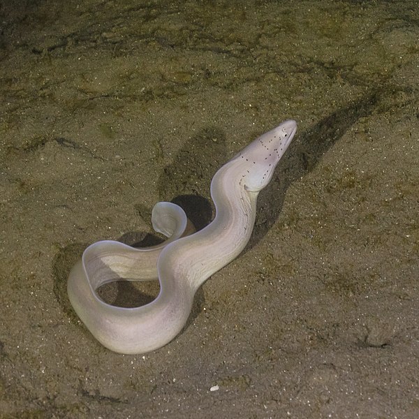 File:Morena pimienta (Gymnothorax griseus), parque nacional Ras Muhammad, Egipto, 2022-03-27, DD 184.jpg