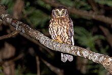 Morepork 0A2A7676.jpg