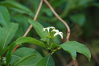<i>Morinda coreia</i> Species of flowering plant