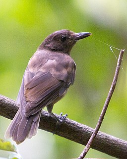Morningbird Species of bird