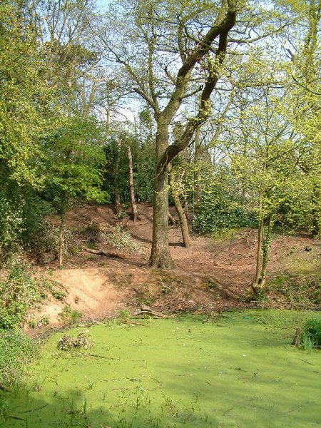 File:Moseley Bog - geograph.org.uk - 89202.jpg