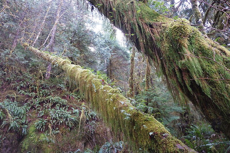 File:Moss coveted tree.jpg