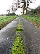 Moss growing on the meridian of Stow Barn Road - geograph.org.uk - 2172554.jpg