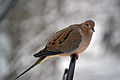 Mourning Dove (Zenaida macroura) (12001896055).jpg