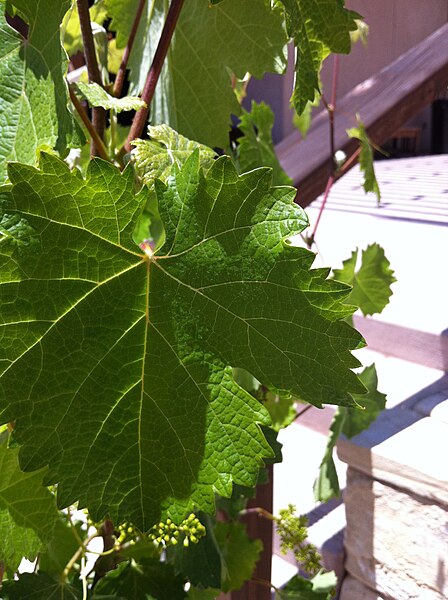 File:Mourvedre leaf 3.jpg