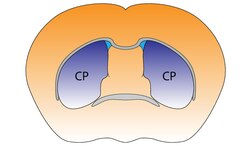 Mouse Dorsal Striatum.pdf