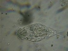 Plik:Film Rotifera, karmienie (prawdopodobnie z rodzaju Cephalodella).theora.ogv