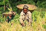 Thumbnail for File:Mru women reaping in a paddy field.jpg