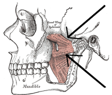 musculus pterygoideus lateralis