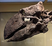 Skull of Gastornis giganteus Museo de La Plata MRD 05.jpg