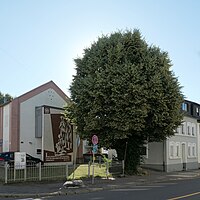 Winter linden tree on Josefstaler Strasse