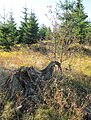 Čeština: Okrajová část přírodní rezervace Na čihadle, okres Liberec - ČR English: Marginal part of the nature reserve Na čihadle, Liberec District in Czech Republic