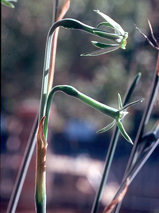 <i>Narcissus viridiflorus</i> Species of daffodil