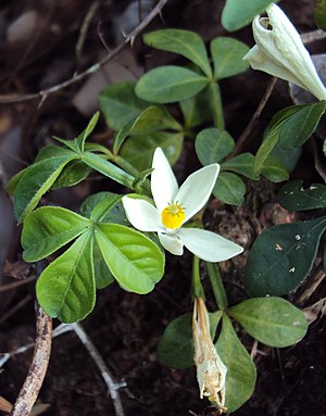 Naregamia alata 03.JPG