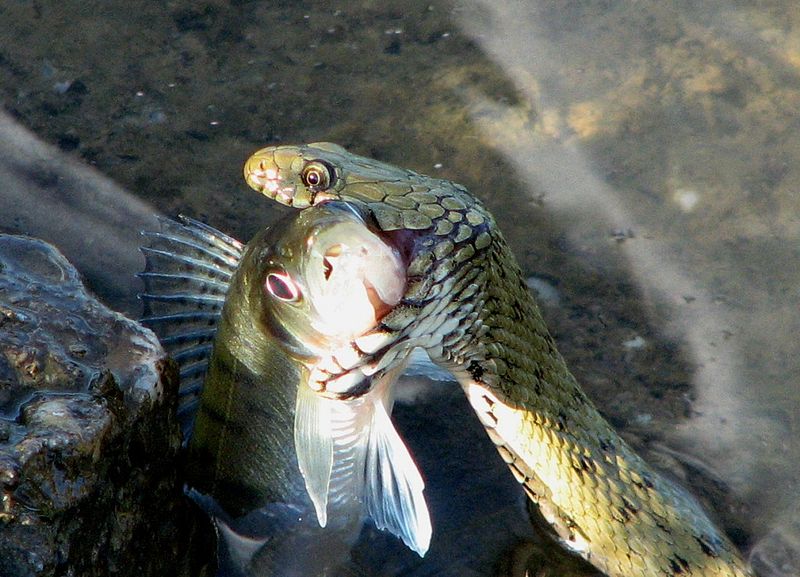 File:Natrix tesselata with a perch.JPG