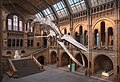 * Nomination Central hall with blue whale skeleton of the Natural History Museum London --Julian Herzog 08:12, 8 October 2023 (UTC) * Promotion  Support Good quality. --Poco a poco 11:38, 8 October 2023 (UTC)