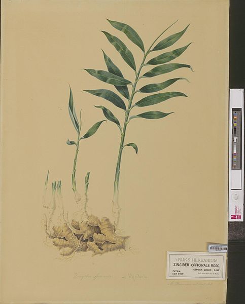 File:Naturalis Biodiversity Center - L.0939338 - Bernecker, A. - zingiber officinale Roscoe - Artwork.jpeg