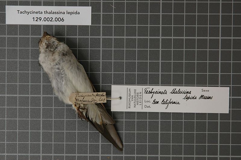 File:Naturalis Biodiversity Center - RMNH.AVES.124638 1 - Tachycineta thalassina lepida Mearns, 1902 - Hirundinidae - bird skin specimen.jpeg