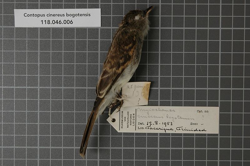 File:Naturalis Biodiversity Center - RMNH.AVES.21131 1 - Contopus cinereus bogotensis (Bonaparte, 1851) - Tyrannidae - bird skin specimen.jpeg