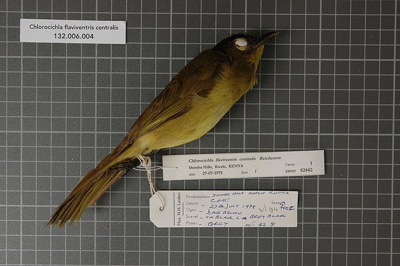 File:Naturalis Biodiversity Center - RMNH.AVES.82442 1 - Chlorocichla flaviventris centralis Reichenow, 1887 - Pycnonotidae - bird skin specimen.jpeg