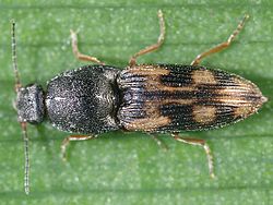 Negastrius pulchellus