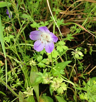 <i>Nemophila phacelioides</i> Species of flowering plant