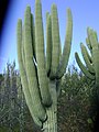 Sloupcovitý kaktus Neobuxbaumia tetezo