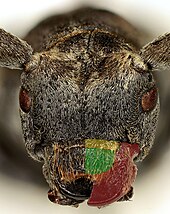 Neodorcadion virleti head.jpg