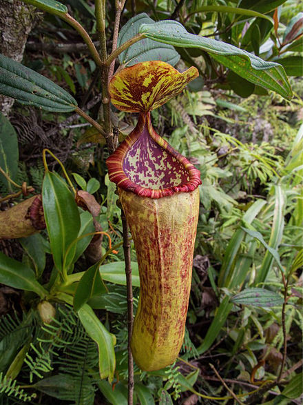 Nepenthes amabilis upper pitcher.jpg