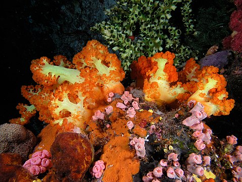Soft coral, cup coral, sponges and ascidians