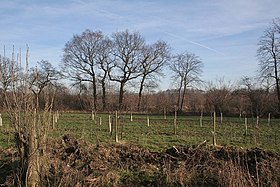 An afforestation project in Rand Wood, Lincolnshire, England New afforestation looking into Rand Wood - geograph.org.uk - 329908.jpg