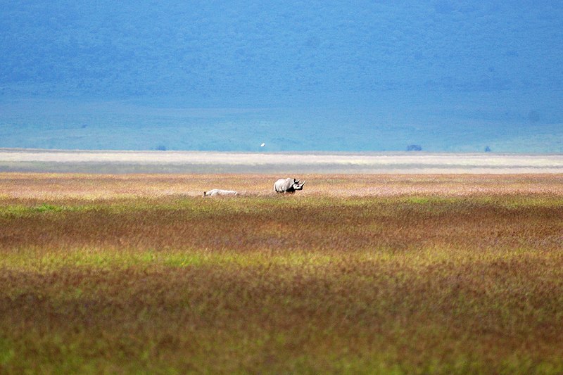 File:Ngorongoro 2012 05 30 2518 (7500993256).jpg