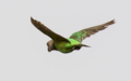 Niam Niam Parrot flying.png
