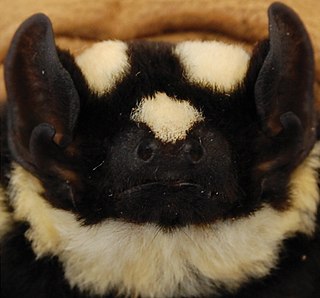 Pied butterfly bat Species of bat