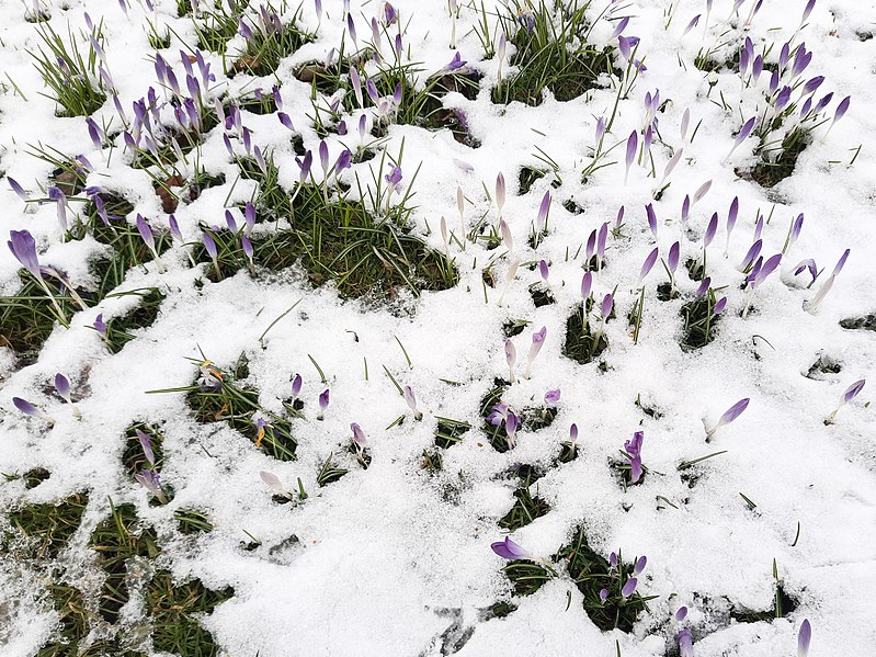 File:Nordfriedhof München, crocus.jpg