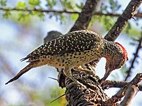 Woodpecker, Nubian ♀ Campethera nubica