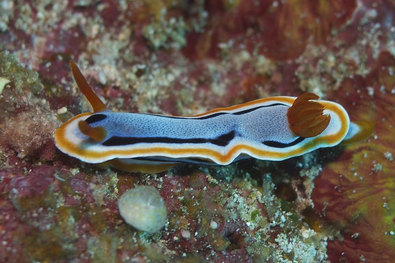 File:Nudibranch (14280852547).jpg