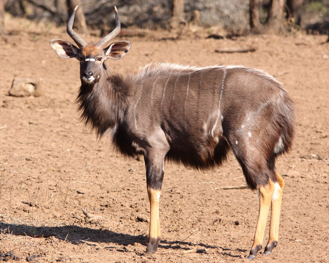 File:Nyala bull staring at me (6073691776).jpg