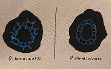 Difference in chain-like pattern of ocelli between O. bimaculatus and O. bimaculoides O. bimaculatus vs. O. bimaculoides.jpg