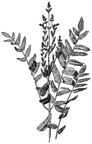 File:OFH-006 Flowering Fern.png - Wikimedia Commons