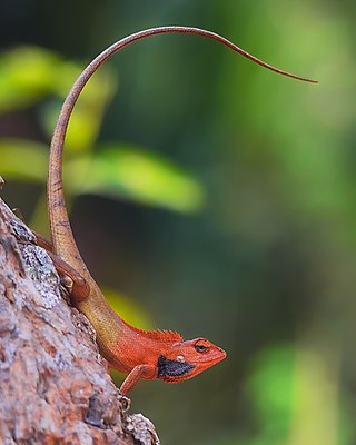 <span class="mw-page-title-main">Oriental garden lizard</span> Species of lizard