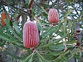 OIC banksia at carine.jpg