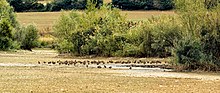 Vignette pour Espace naturel protégé d'intérêt local Gabbianello-Boscotondo