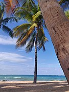 Palm trees at Ocean Park.