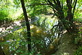 English: Odrážka (aka Bahenka) – a distributary of the Morava River in the Protected Landscape Area Litovelské Pomoraví, the Czech Republic. Čeština: Odrážka (též Bahenka) – rameno řeky Moravy v CHKO Litovelské Pomoraví.