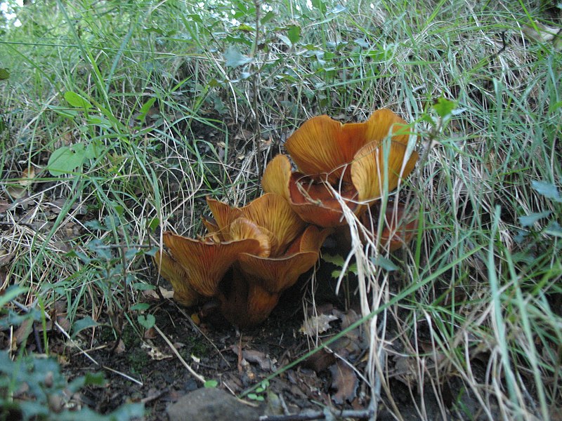 File:Omphalotus olearius 23058272.jpg