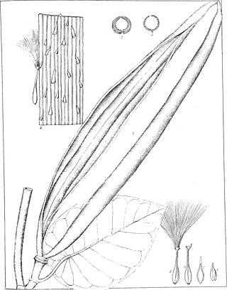 <i>Macropharynx</i> Genus of plants